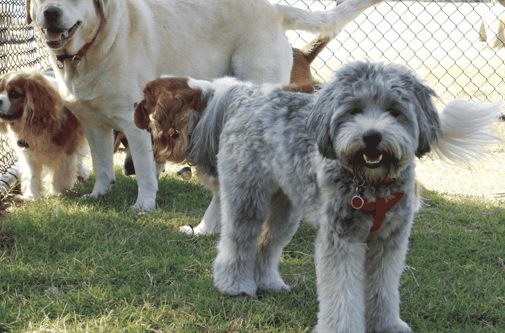 Selecting the Best Fence for Your Pets’ Safety