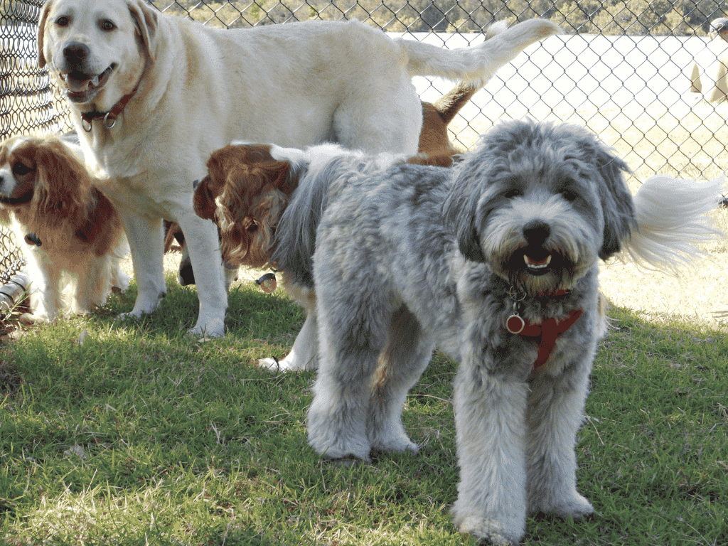 Selecting the Best Fence for Your Pets’ Safety